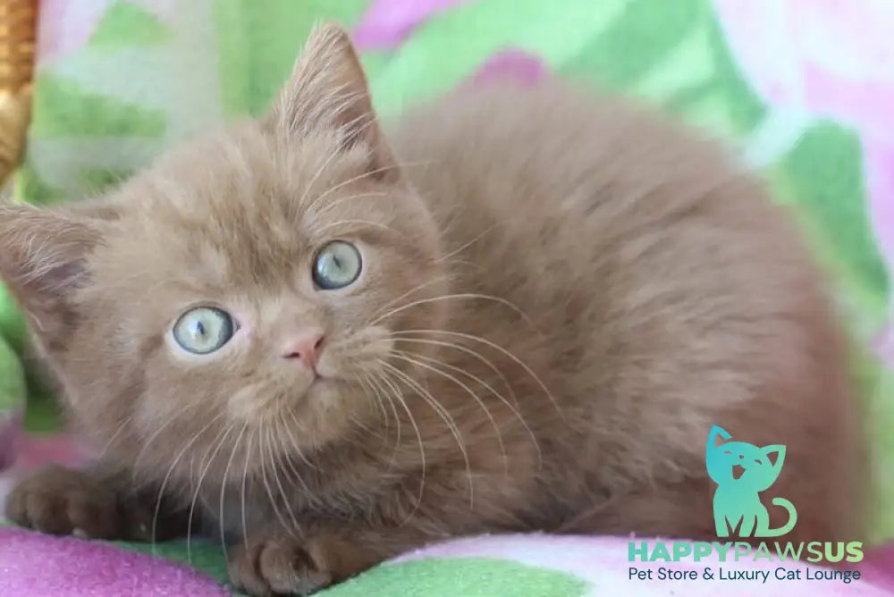 Prometheus British Shorthair male cinnamon - live animals