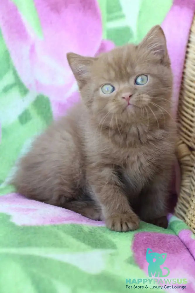 Prometheus British Shorthair male cinnamon - live animals