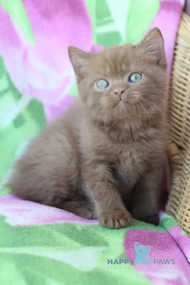 Prometheus British Shorthair male cinnamon - live animals