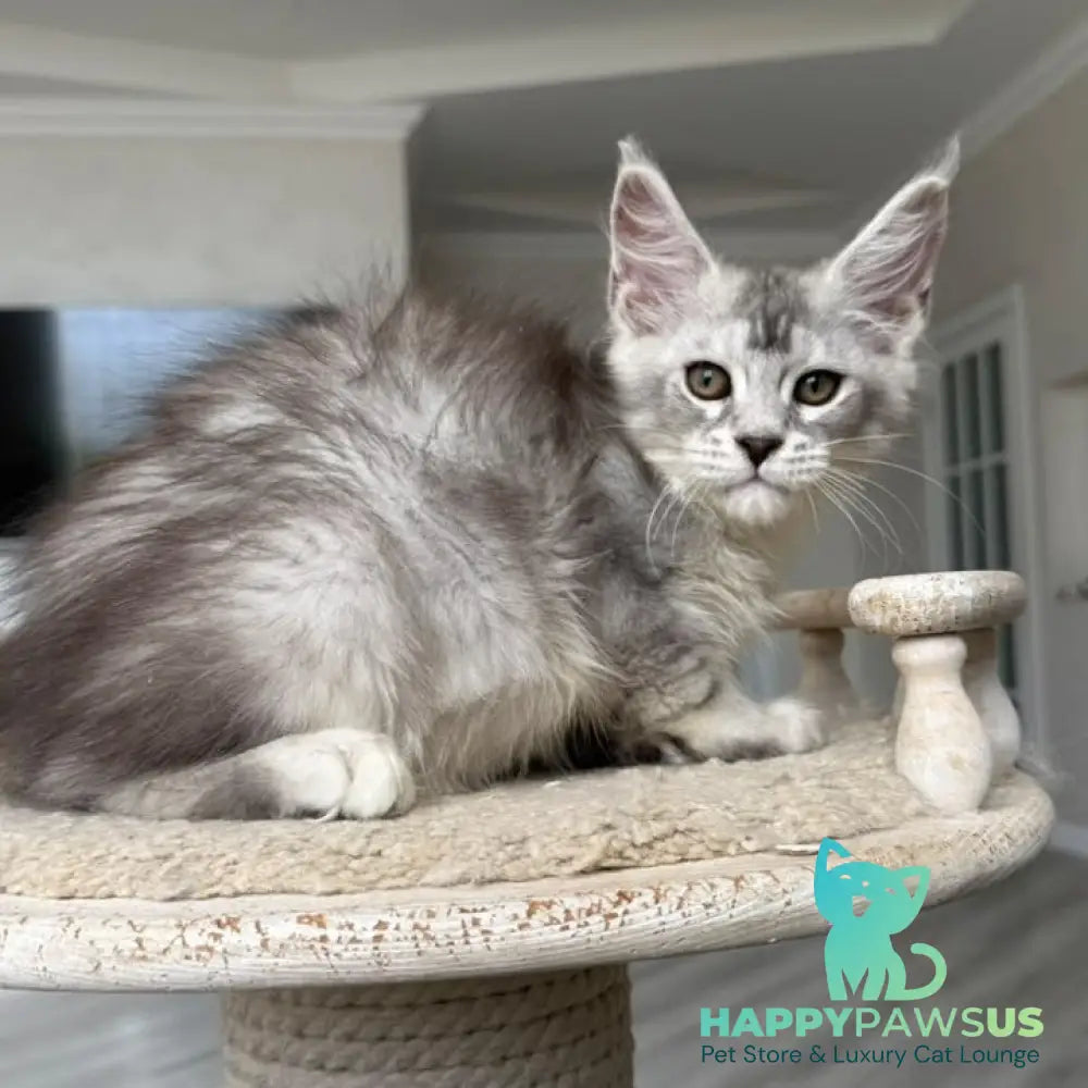 Prosecco Maine Coon male black silver ticked tabby - live animals