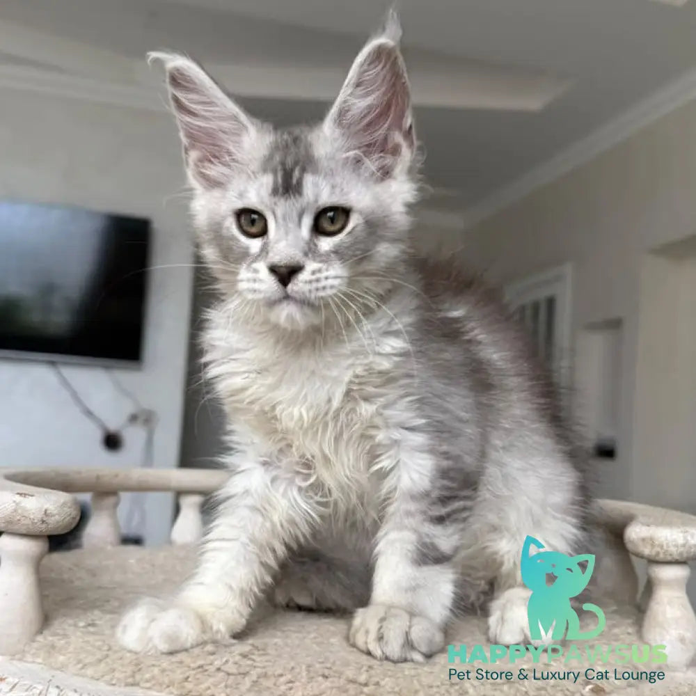 Prosecco Maine Coon male black silver ticked tabby - live animals