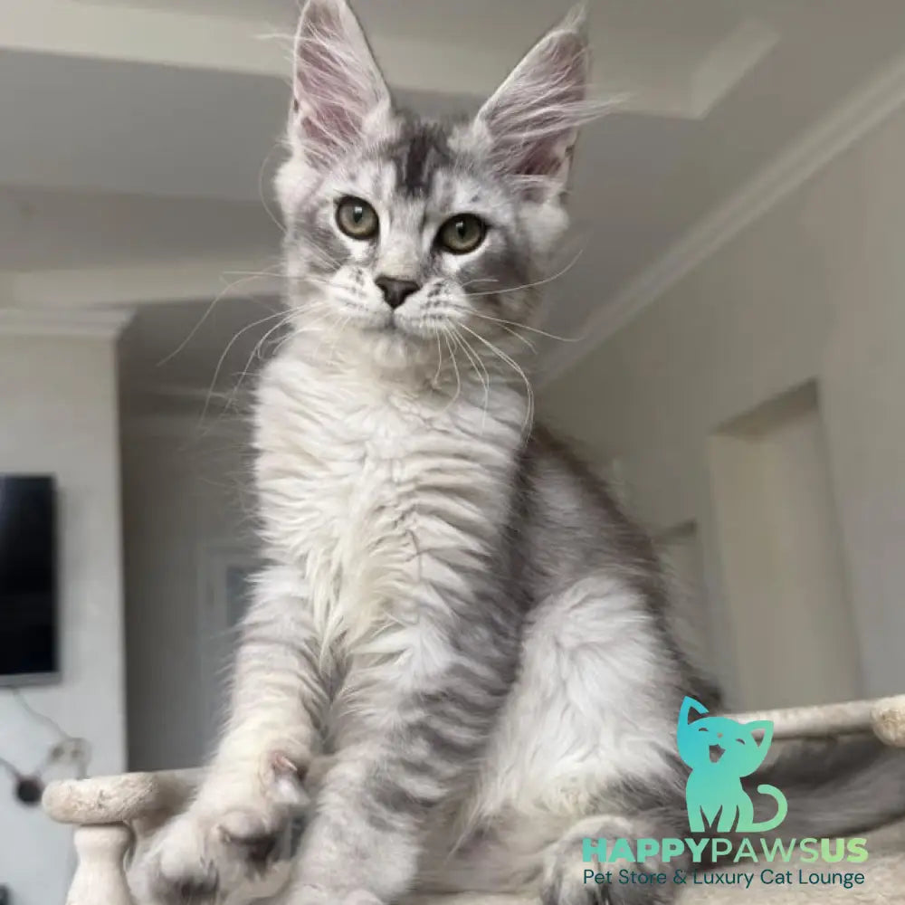Prosecco Maine Coon male black silver ticked tabby - live animals