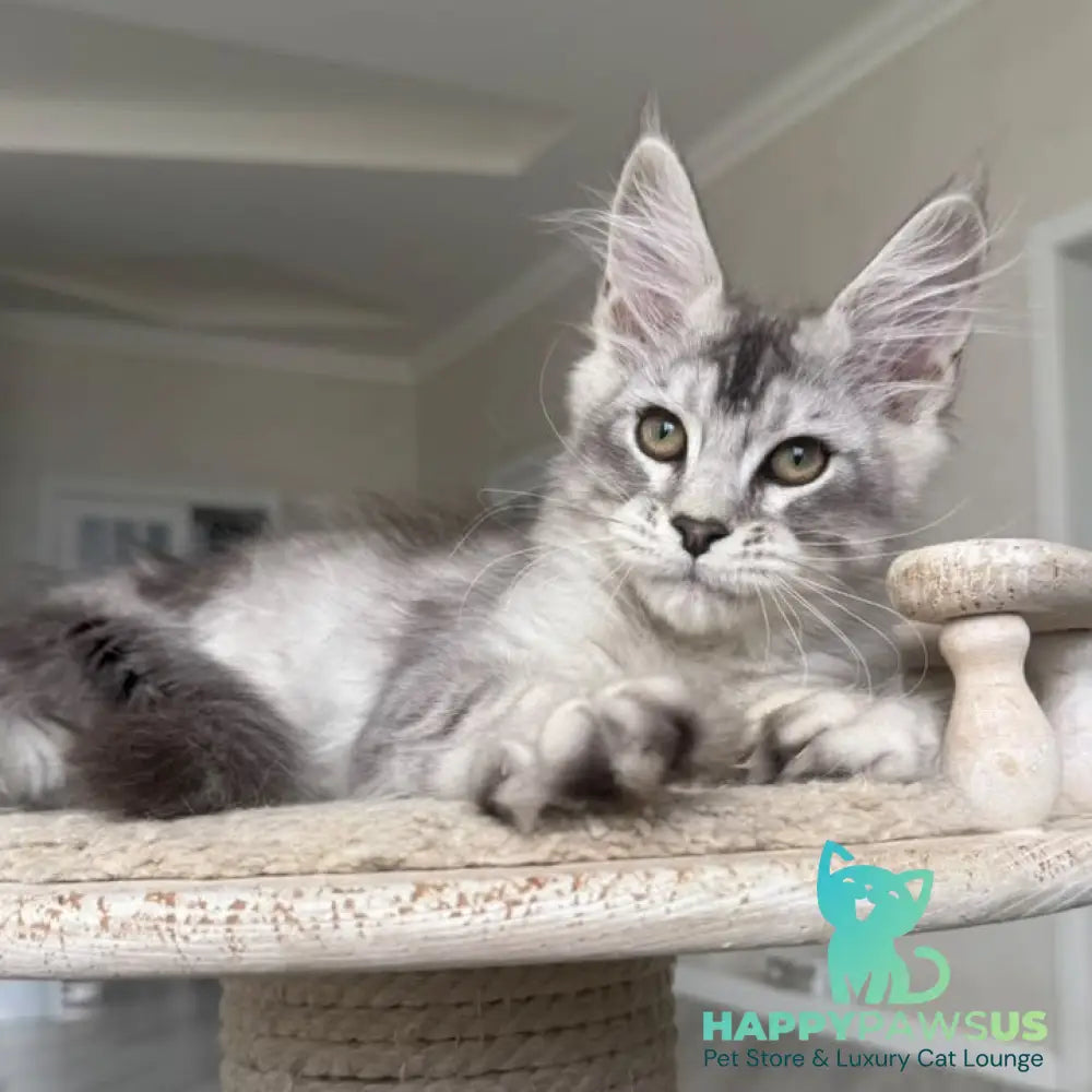Prosecco Maine Coon male black silver ticked tabby - live animals