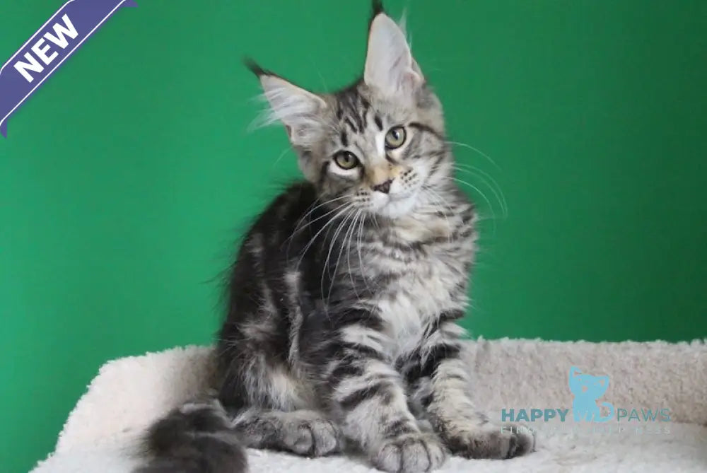 Proshka Maine Coon male black tabby live animals