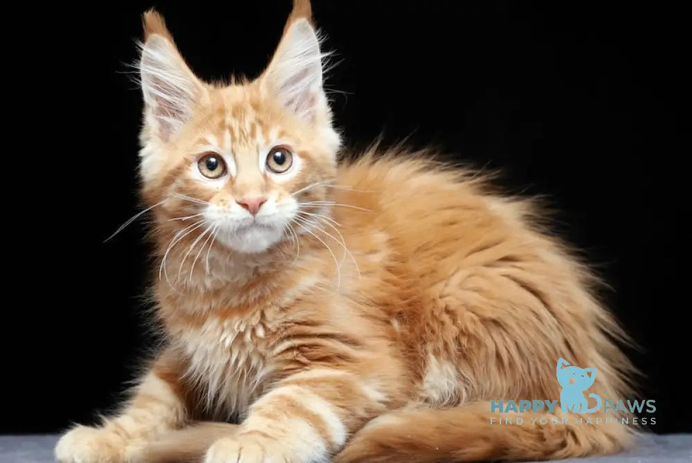 Proton Maine Coon male red silver live animals