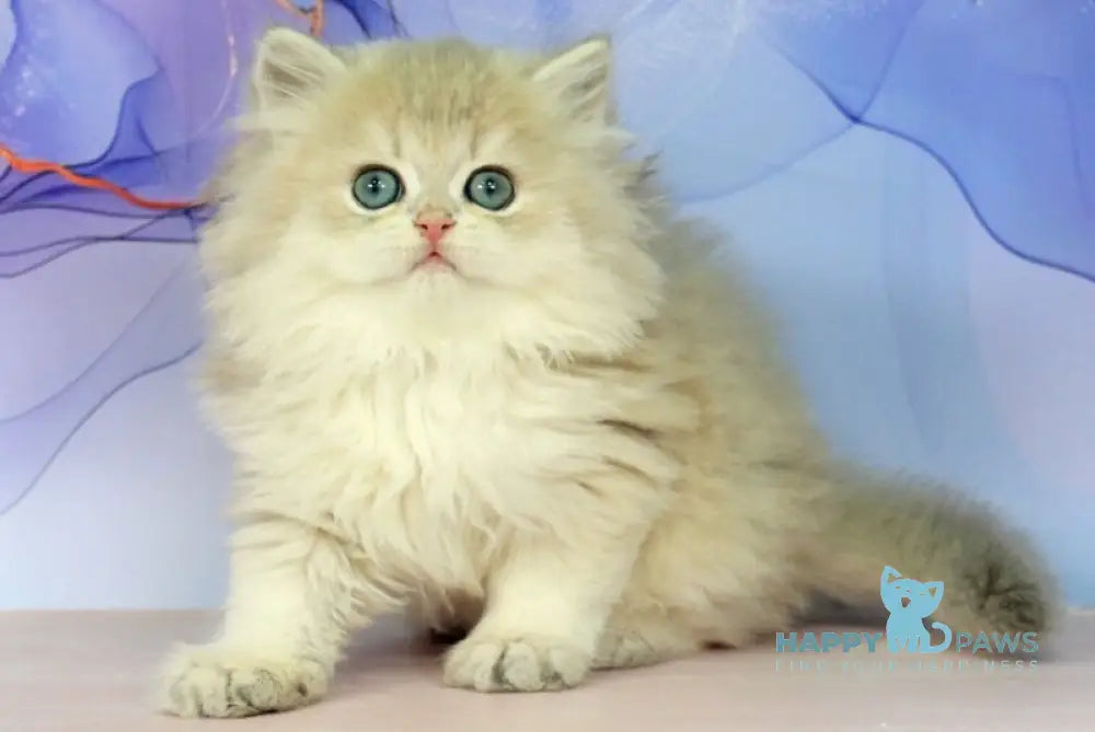 Pryanik British Longhair male blue golden shaded - live animals