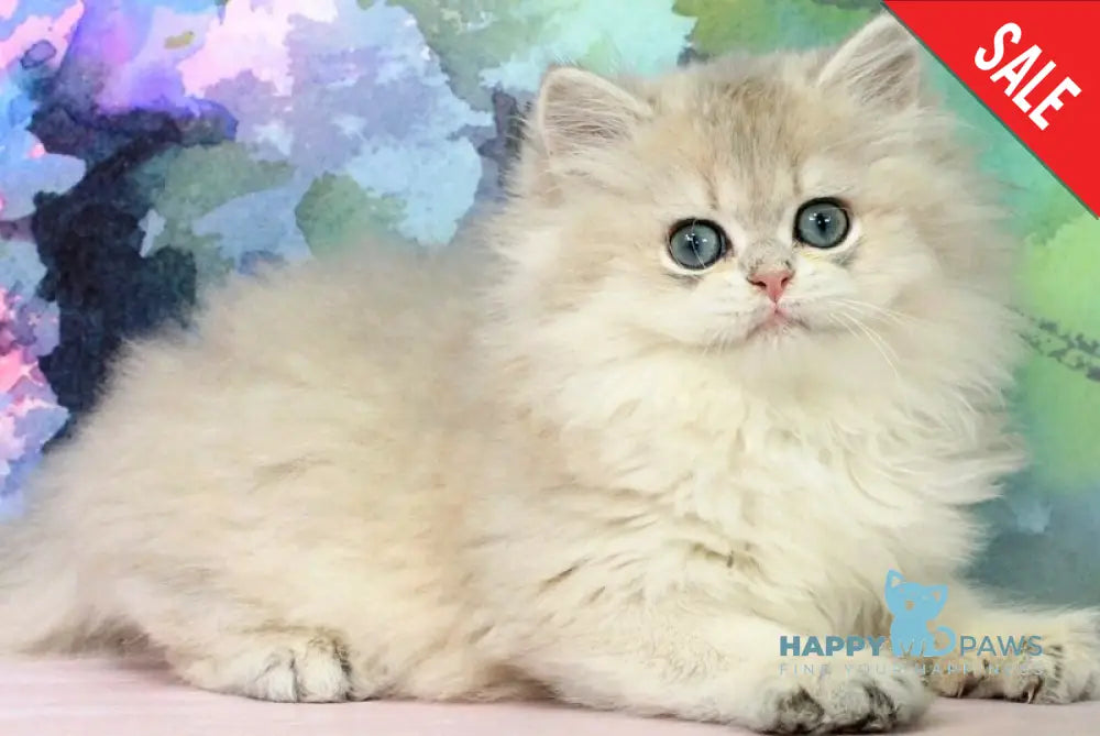 Pryanik British Longhair male blue golden shaded - live animals