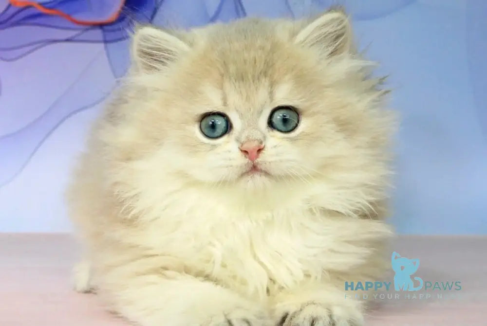 Pryanik British Longhair male blue golden shaded - live animals