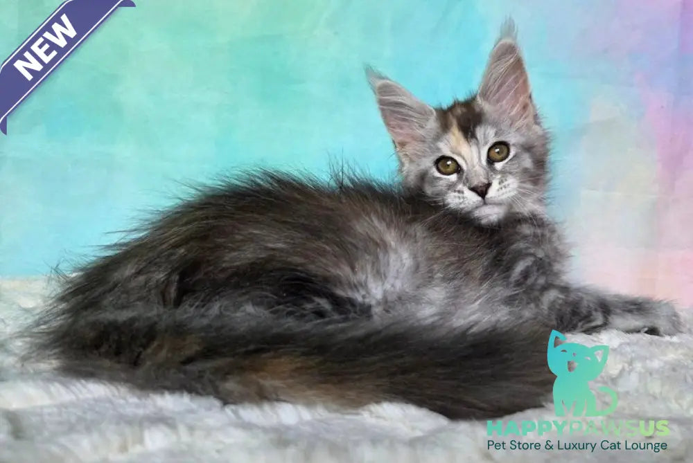 Psychea Maine Coon female black tortie silver ticked tabby - live animals