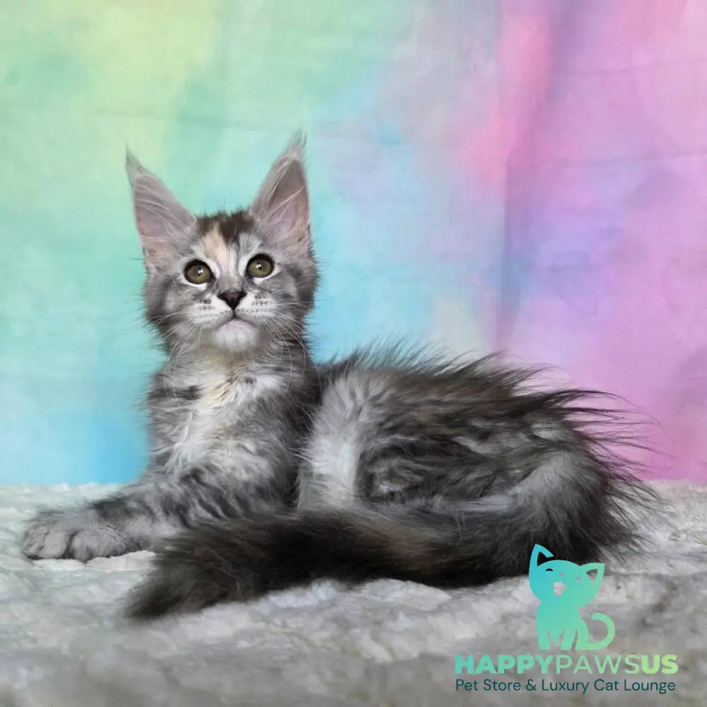 Psychea Maine Coon female black tortie silver ticked tabby - live animals