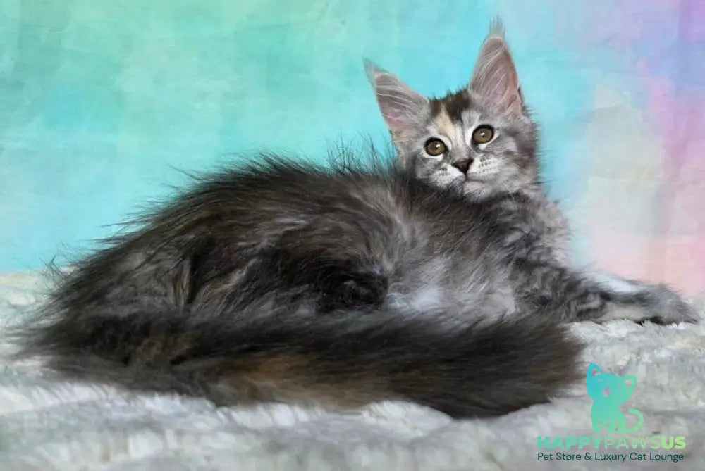 Psychea Maine Coon female black tortie silver ticked tabby - live animals