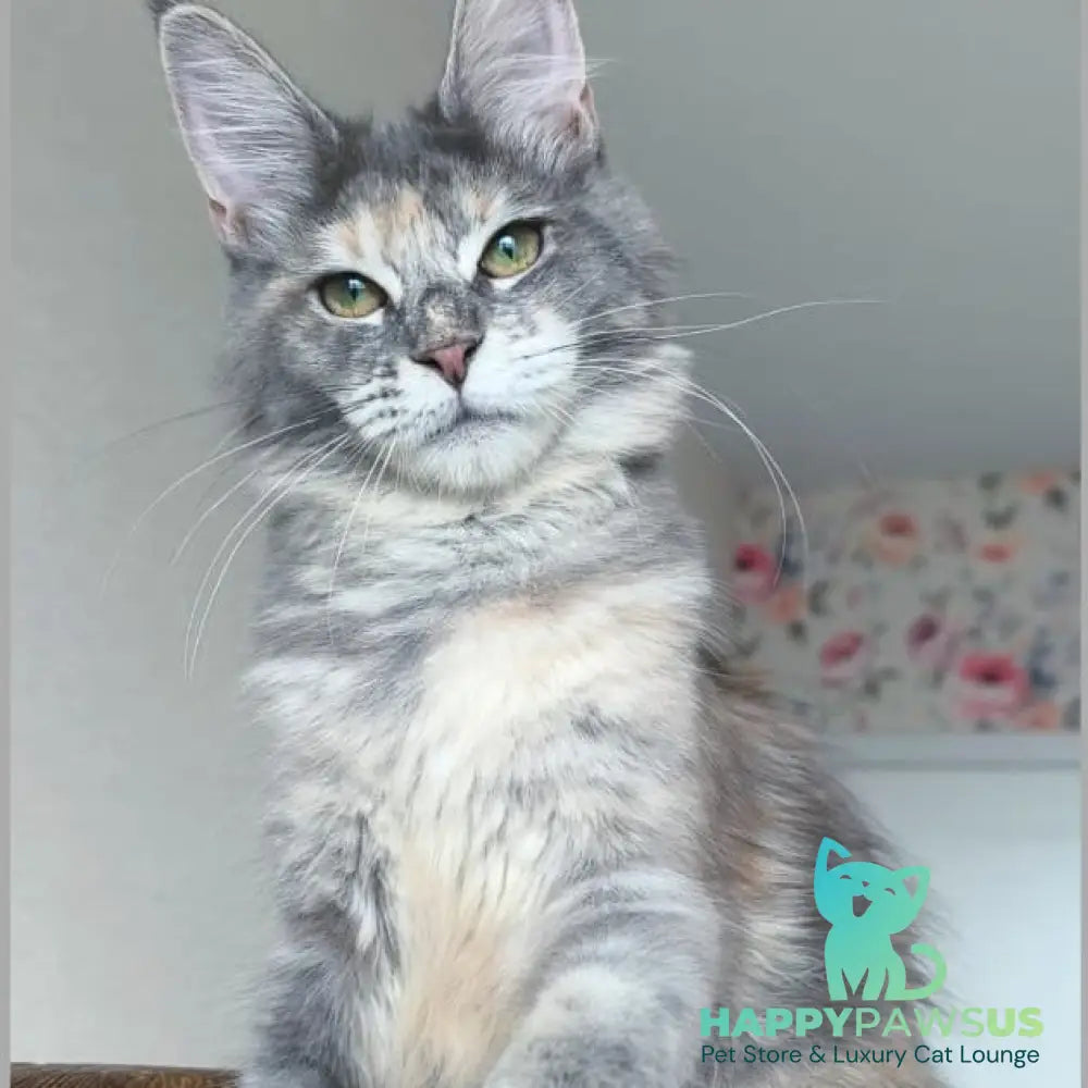Ptaha Maine Coon female blue tortie tabby - live animals