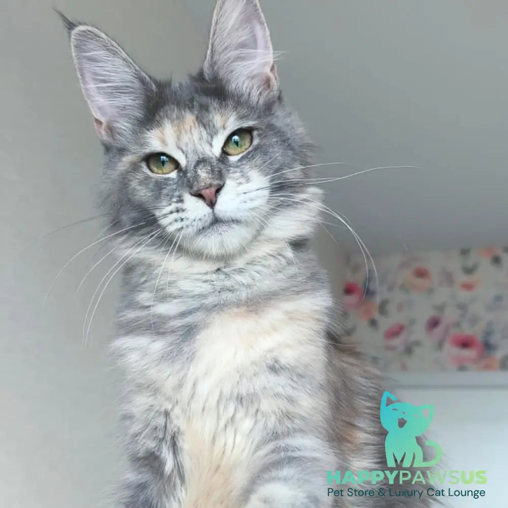 Ptaha Maine Coon female blue tortie tabby - live animals