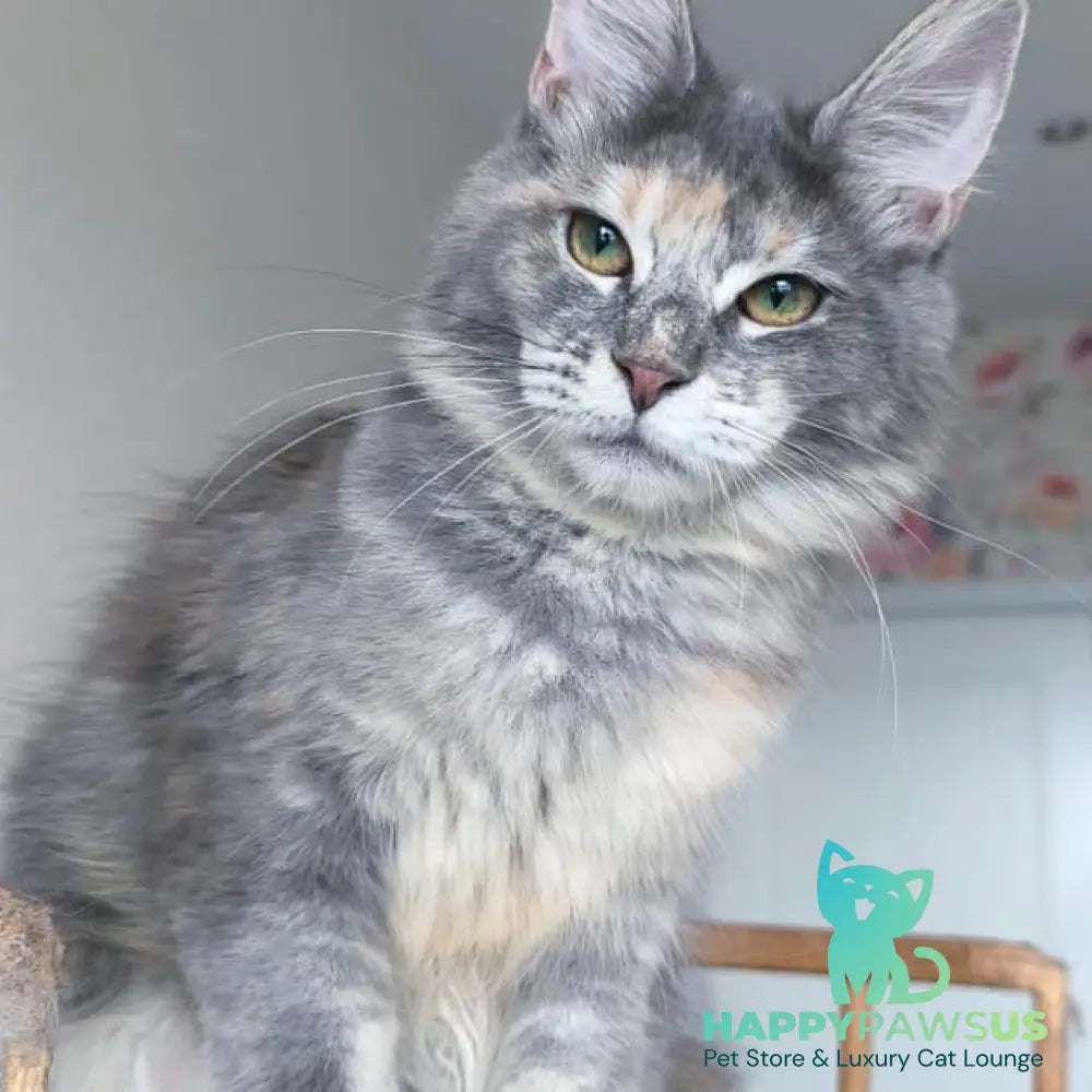 Ptaha Maine Coon female blue tortie tabby - live animals