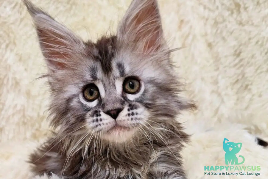 Pudra Maine Coon female black silver tabby live animals