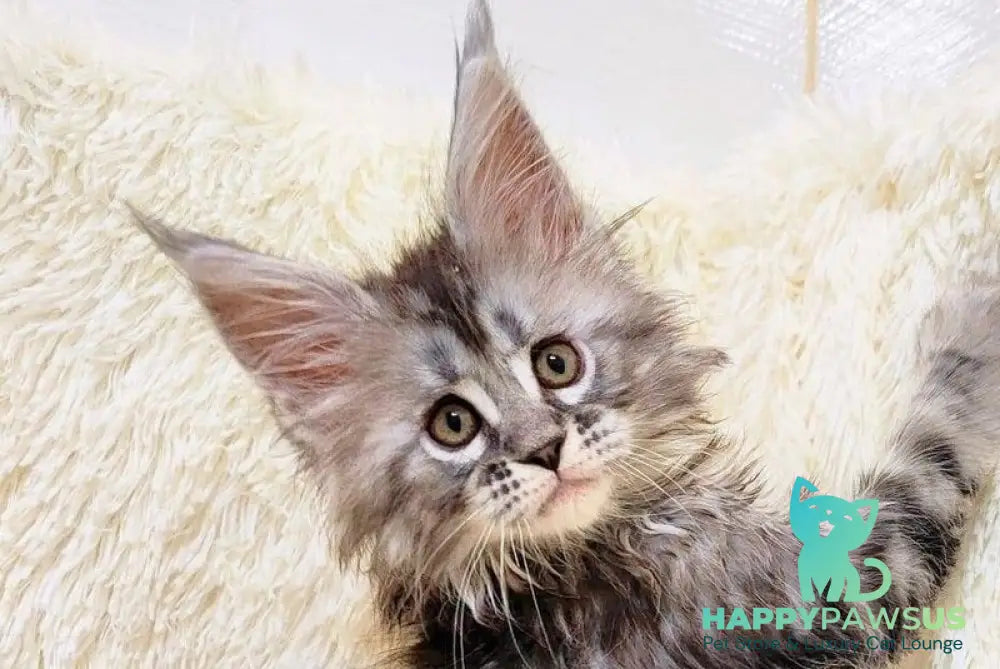 Pudra Maine Coon female black silver tabby live animals