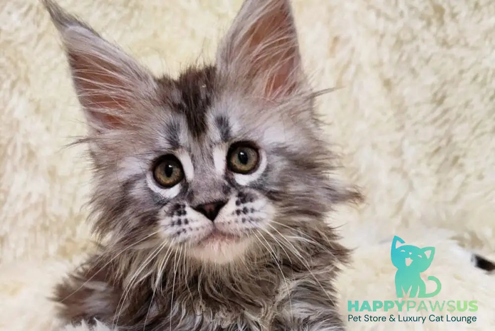 Pudra Maine Coon female black silver tabby live animals