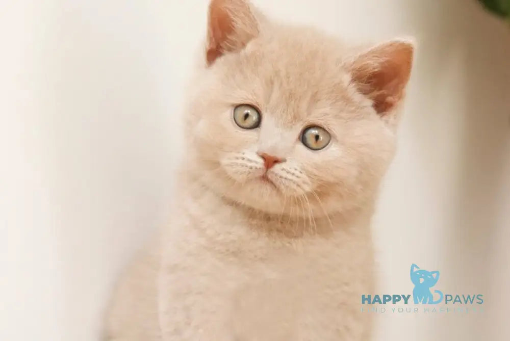 Puffi British Shorthair male fawn live animals