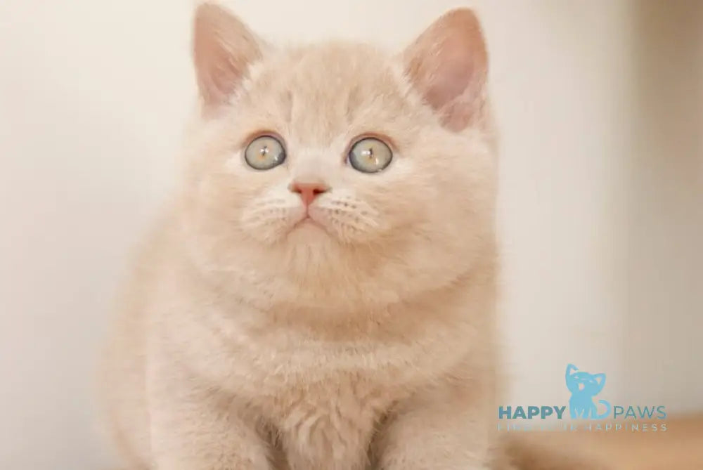 Puffi British Shorthair male fawn live animals