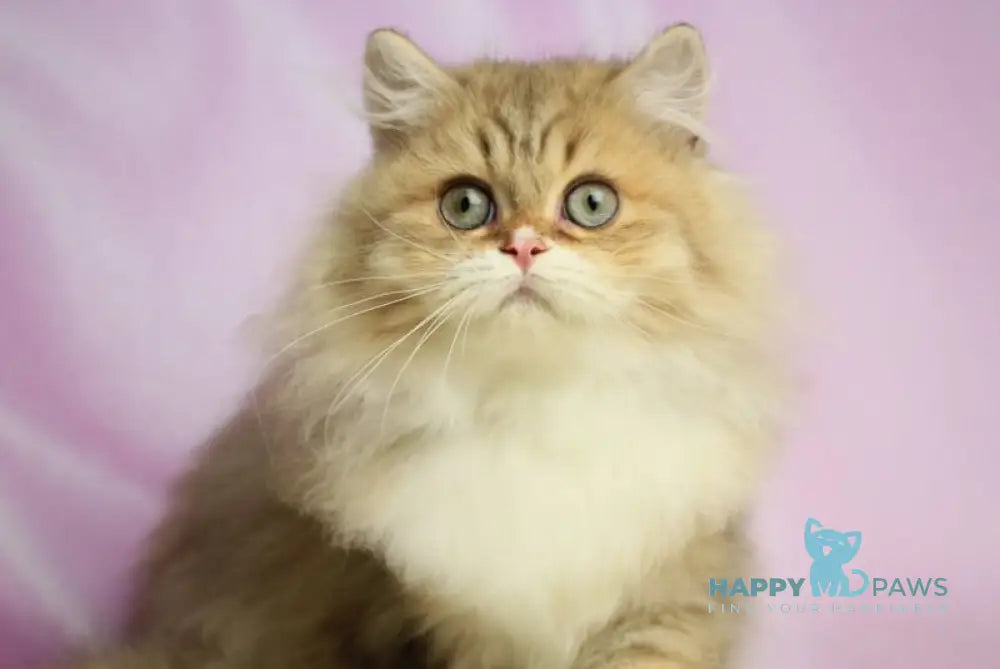 Puffy British Longhair male chocolate spotted tabby with white live animals