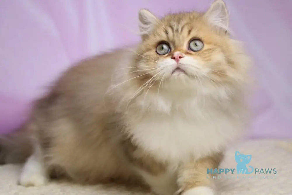 Puffy British Longhair male chocolate spotted tabby with white live animals