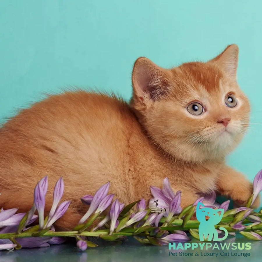 Puffy British Shorthair male red - live animals