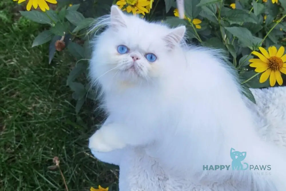 Pufik Persian male white live animals
