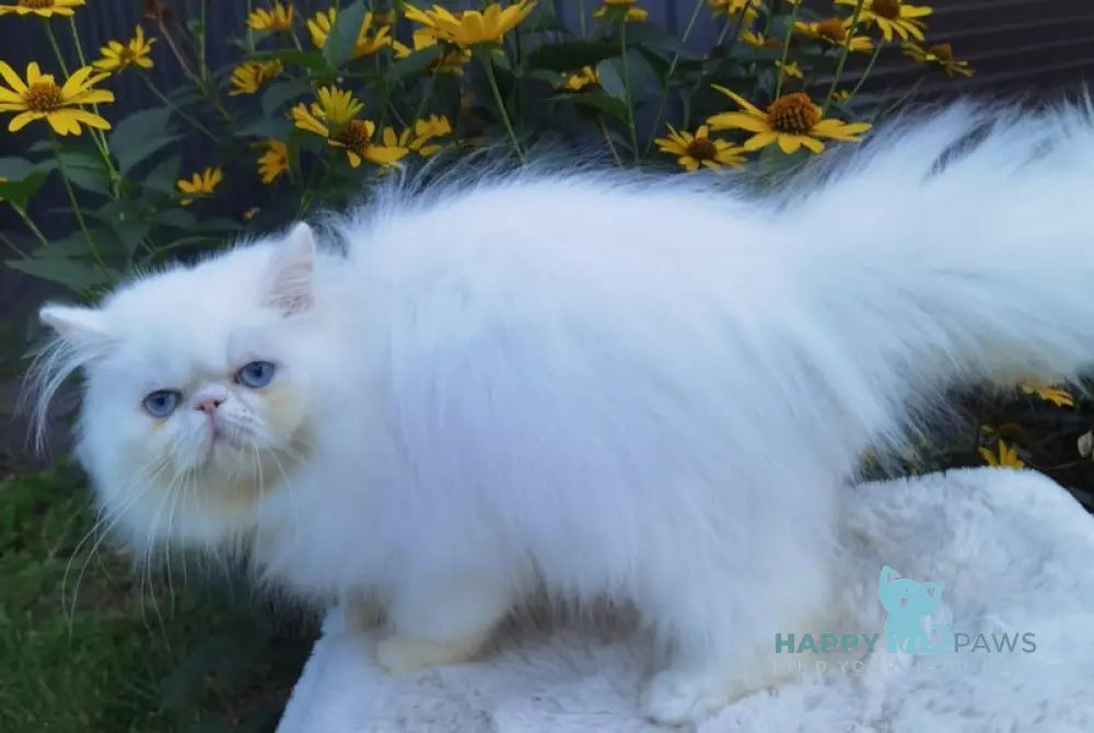 Pufik Persian male white live animals