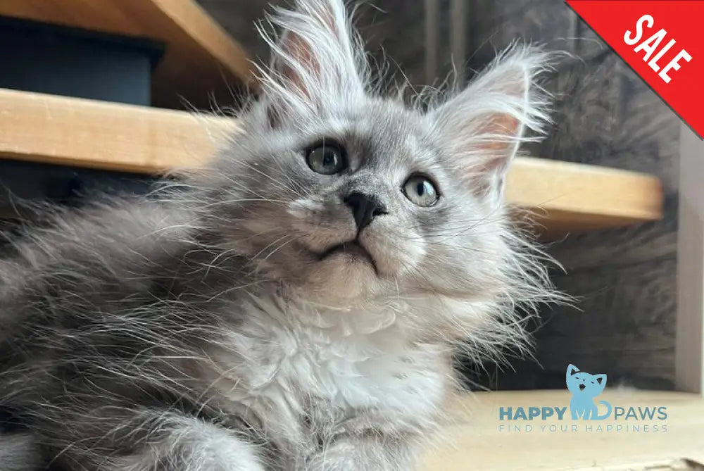 Puma Maine Coon female black silver live animals