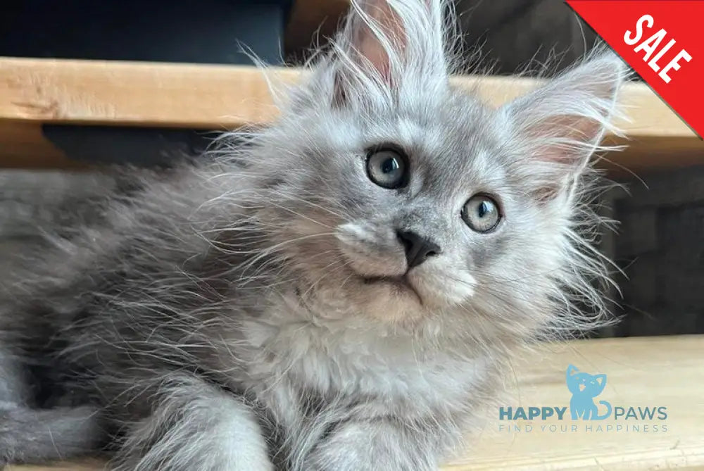 Puma Maine Coon female black silver live animals