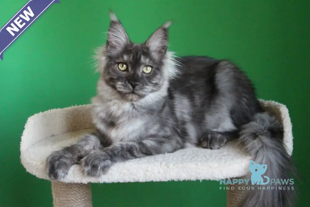 Puma Maine Coon female balck smoke live animals