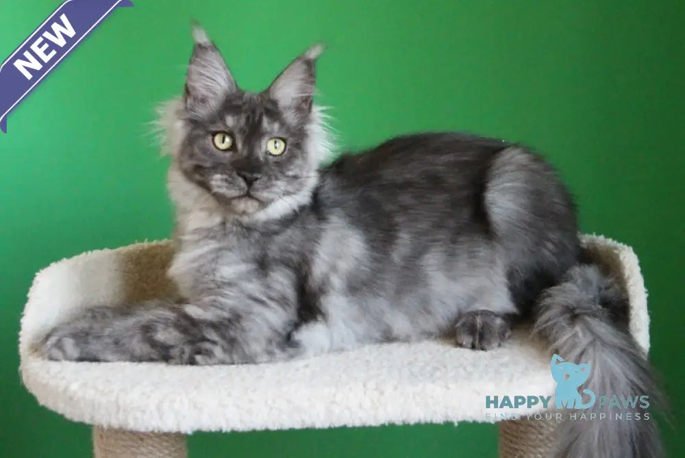 Puma Maine Coon female balck smoke live animals
