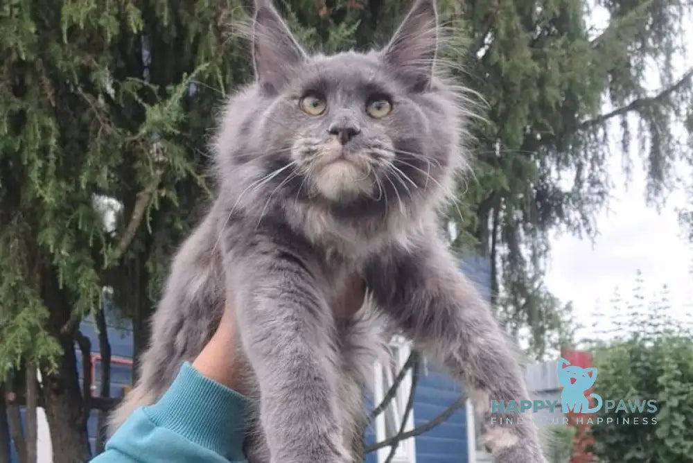 Puma Maine Coon female blue tortie live animals