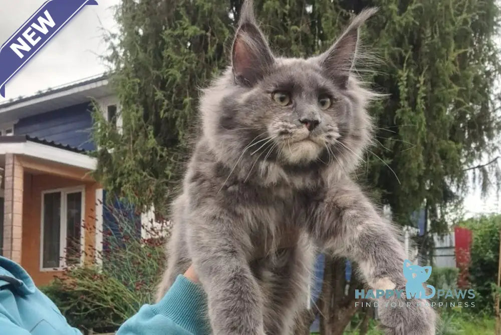 Puma Maine Coon female blue tortie live animals