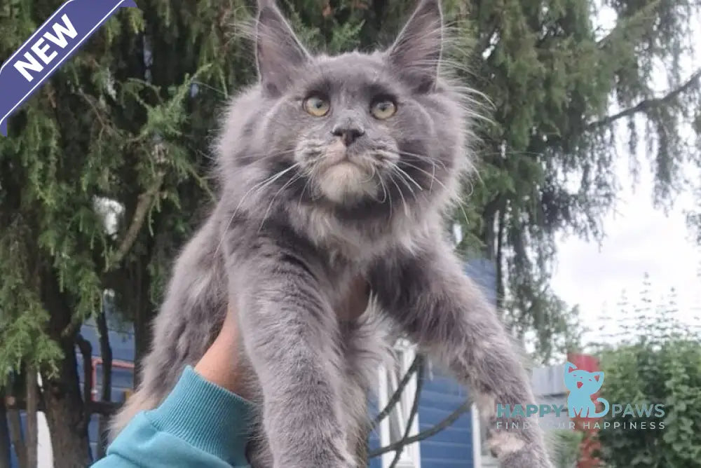 Puma Maine Coon female blue tortie live animals