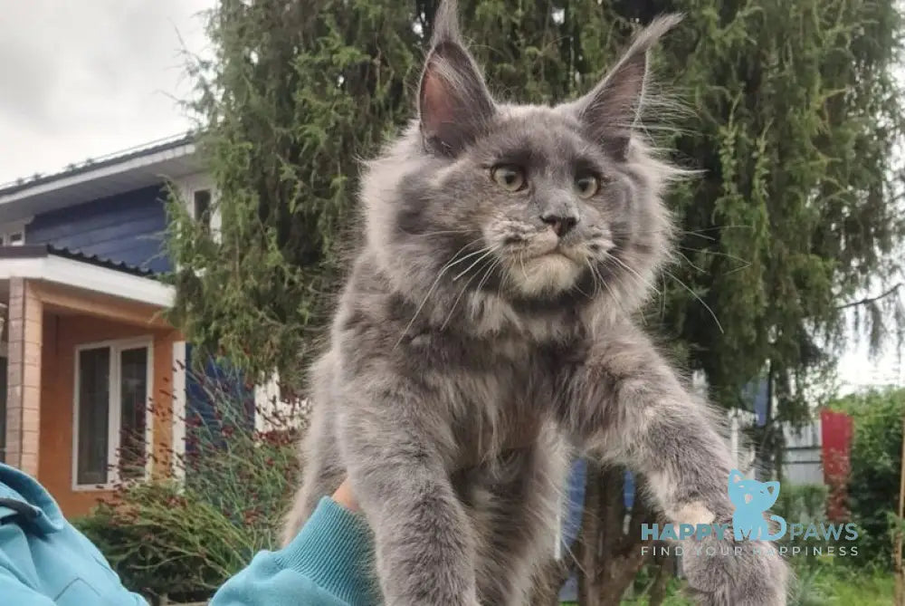 Puma Maine Coon female blue tortie live animals