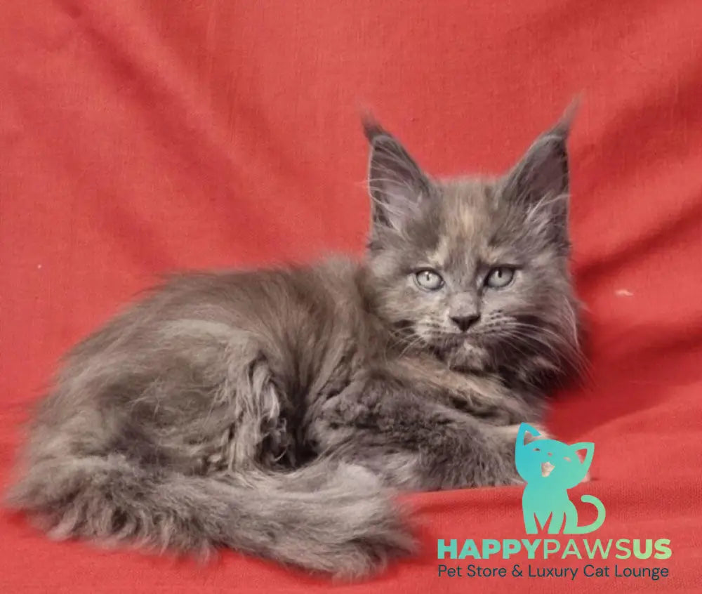 Puma Maine Coon female blue tortie silver live animals