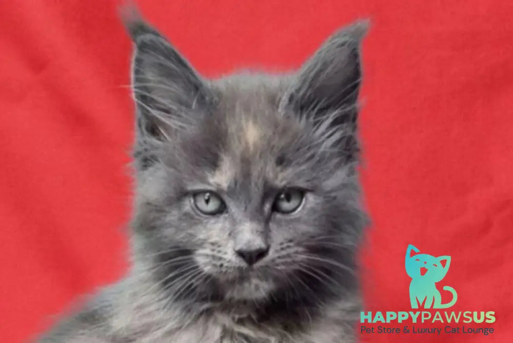 Puma Maine Coon female blue tortie silver live animals