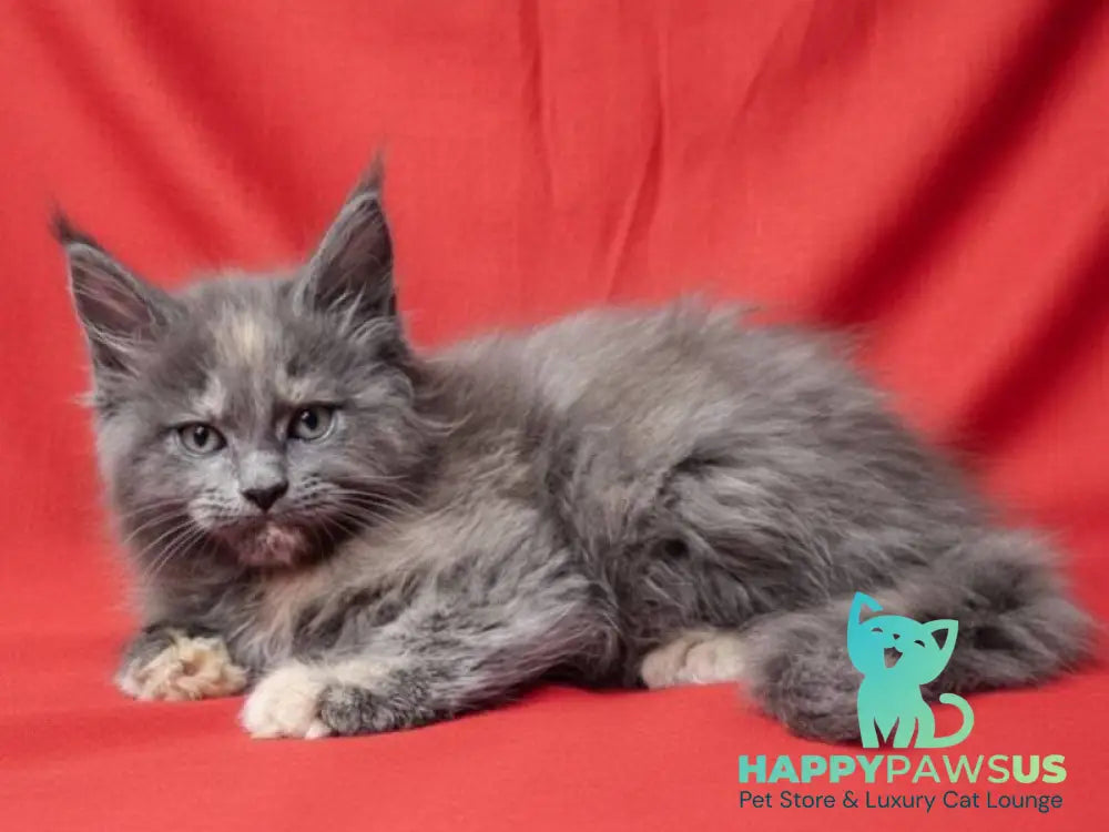 Puma Maine Coon female blue tortie silver live animals