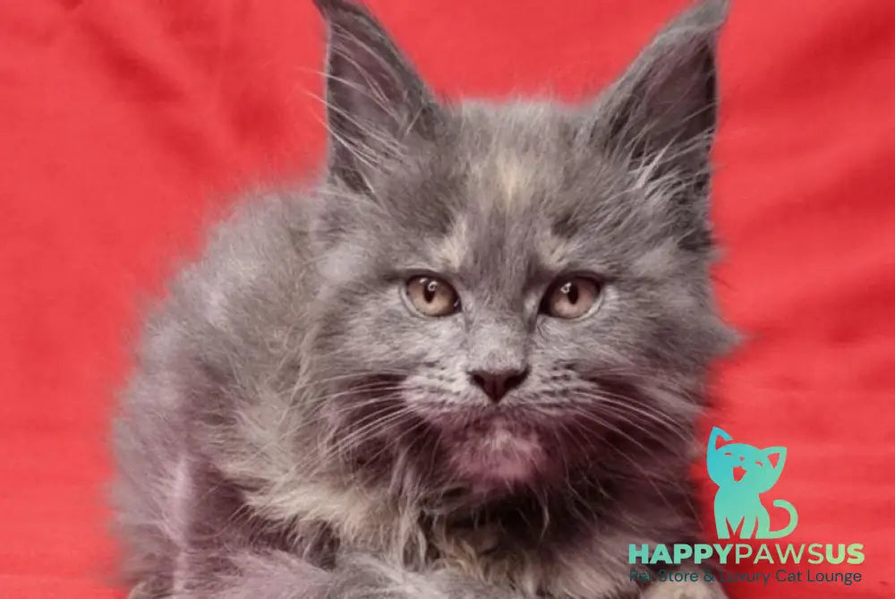 Puma Maine Coon female blue tortie silver live animals