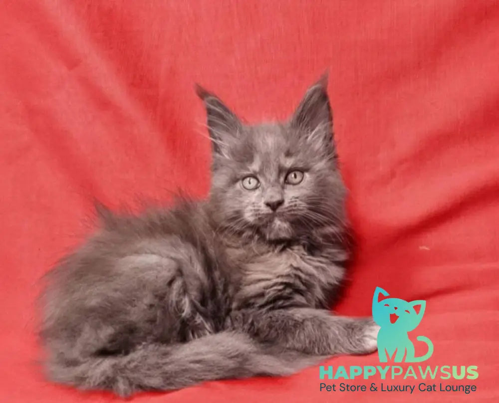 Puma Maine Coon female blue tortie silver live animals