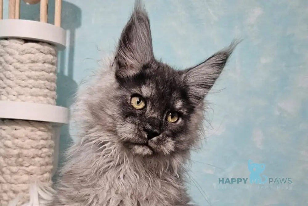 Pumbaa Maine Coon male black silver live animals