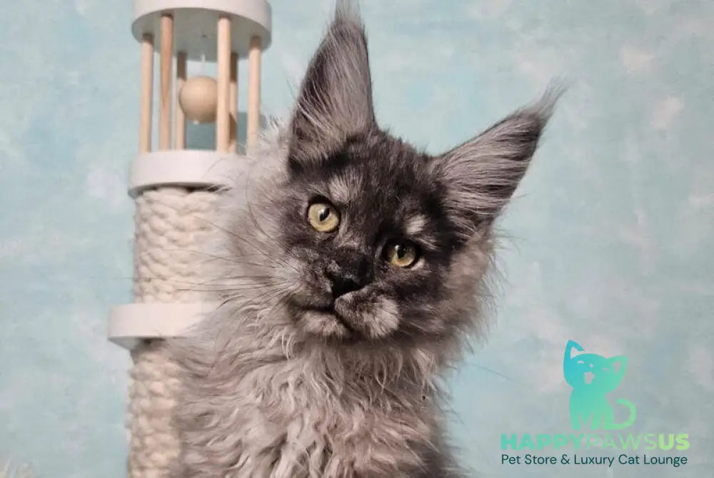 Pumbaa Maine Coon male black silver live animals