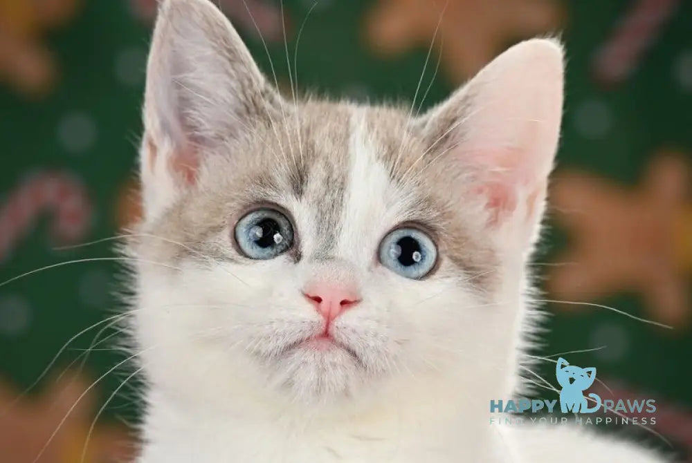 Pumi Munchkin female blue pointed van live animals