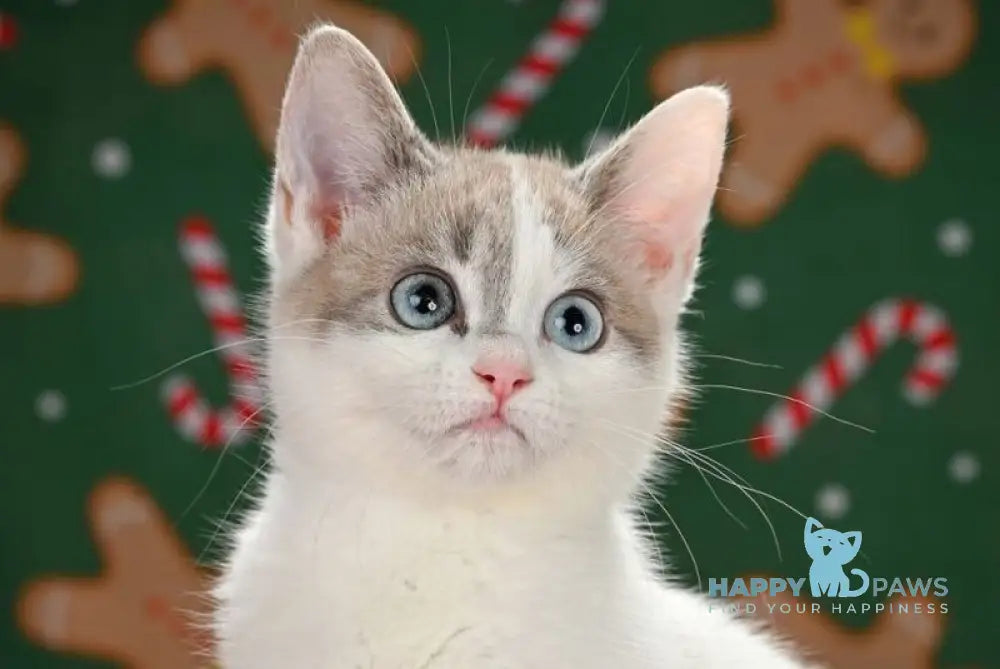 Pumi Munchkin female blue pointed van live animals