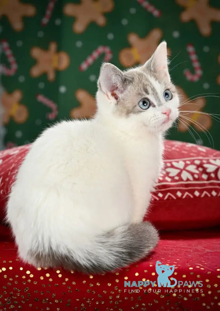 Pumi Munchkin female blue pointed van live animals