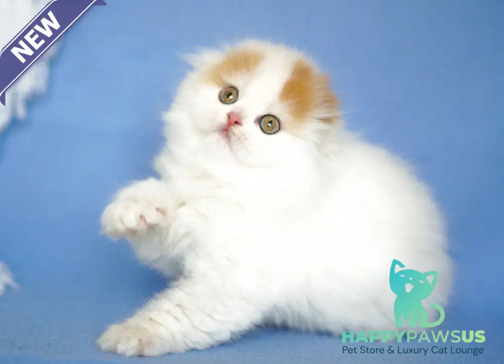Pumpkin Scottish Fold female red tabby van - live animals