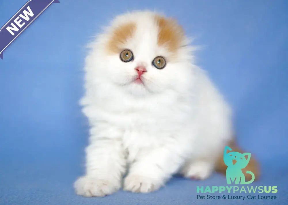 Pumpkin Scottish Fold female red tabby van - live animals