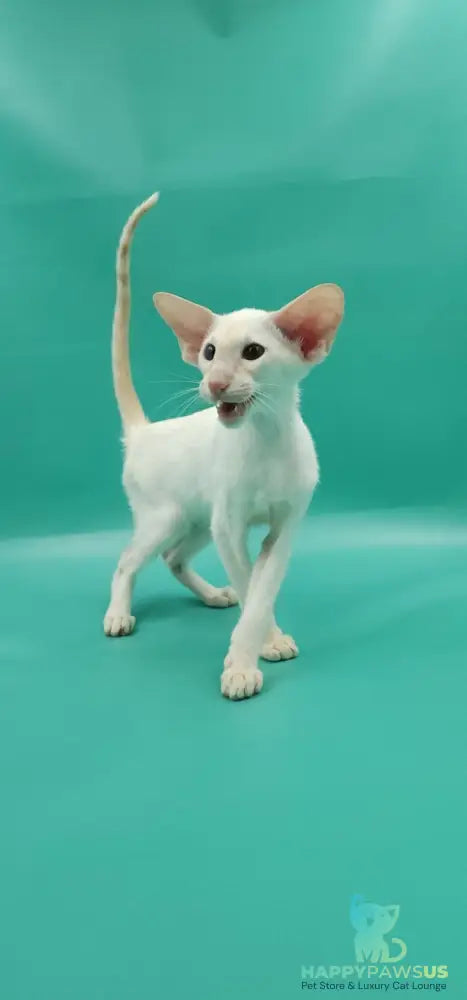 Pushan Siamese male cream - live animals