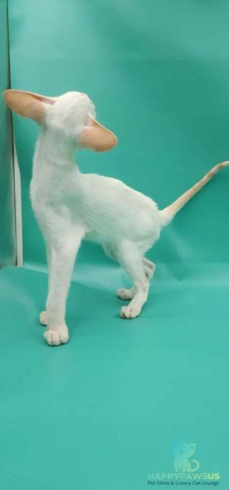 Pushan Siamese male cream - live animals